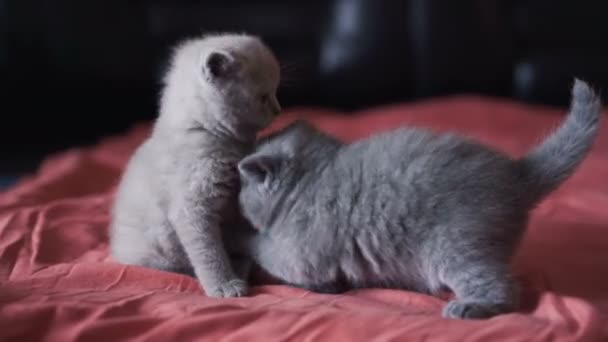 Scozzese carino gattini giocare sul letto — Video Stock