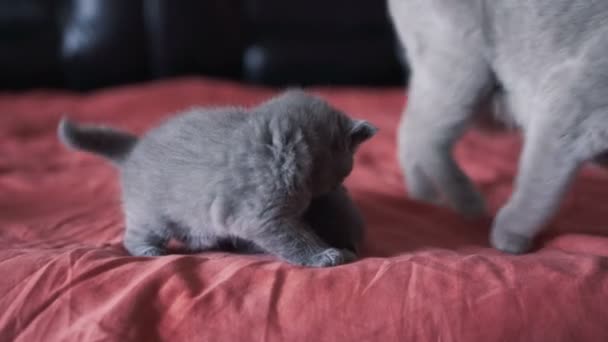 苏格兰可爱的小猫咪在床上玩耍 — 图库视频影像