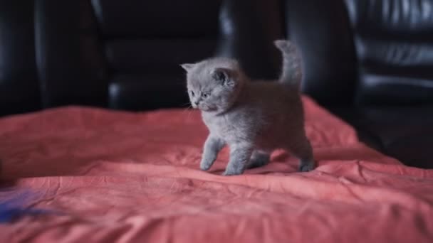 Portrait of little playful cutiest scottish straight kitty. 4K. — Stock Video