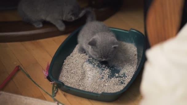 Pequenos Gatos Escoceses Comendo Alimentos — Vídeo de Stock