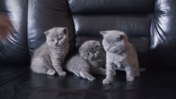 Retrato de três pequenos gatos retos escoceses brincando no sofá — Vídeo de Stock