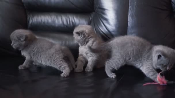 Retrato de tres pequeños gatos heterosexuales jugando en el sofá — Vídeo de stock