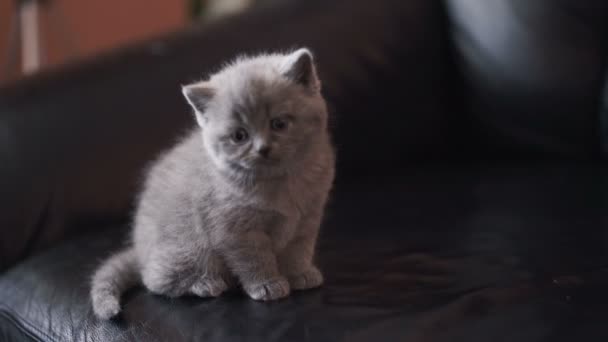 Portret van weinig dank Schotse rechte kitty. 4k — Stockvideo