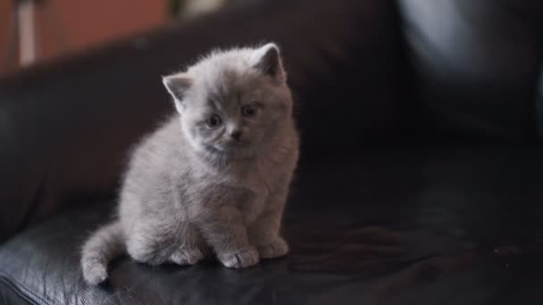 Portrait of little cutiest scottish straight kitty. 4K — Stock Video