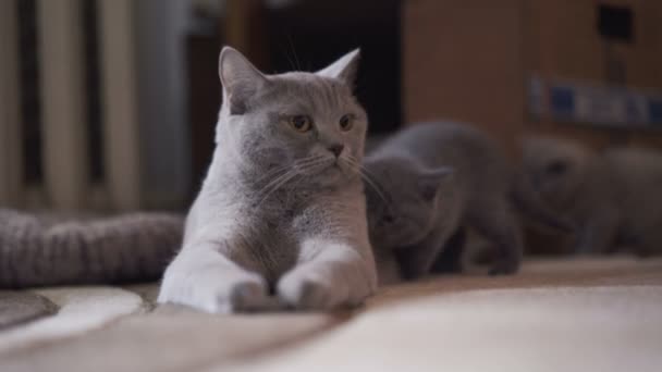 Prachtige Schotse rechte kat rusten met haar poesjes op tapijt — Stockvideo