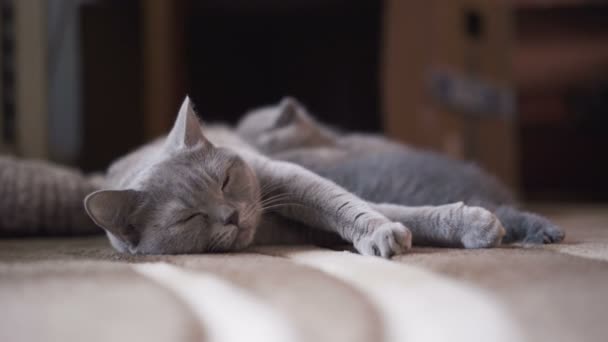 可爱的平静苏格兰折叠猫的肖像躺在相机看着 — 图库视频影像