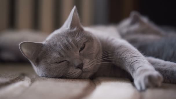 Retrato de lindo gato pliegue escocés calma mintiendo y mirando a la cámara — Vídeos de Stock