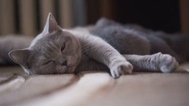 Portre sevimli scottish fold kameraya yalan ve onu yavru kedi besleme