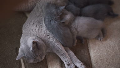 İskoç fold Aile, üç yavru kedi besleme ve dinlenme anne
