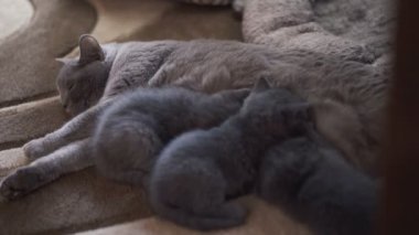 İskoç fold Aile, üç yavru kedi besleme ve dinlenme anne