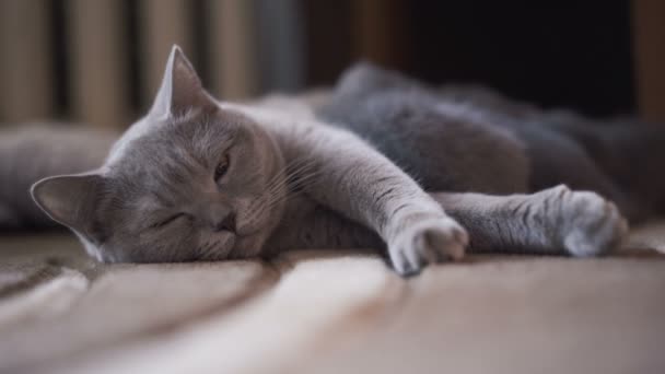 Portrait de mignon écossais pli couché à la caméra et nourrir ses chatons — Video