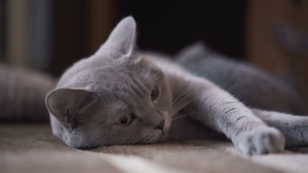 Porträtt av söt scottish fold katt liggande på kameran och mata hennes lolcats. 4k — Stockvideo