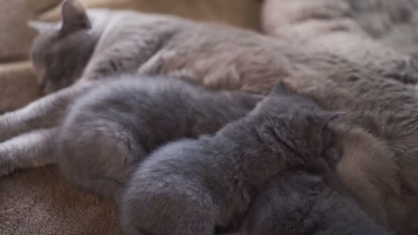 Família Dobra Escocesa Mamãe Alimentando Três Gatinhos Descansando — Vídeo de Stock