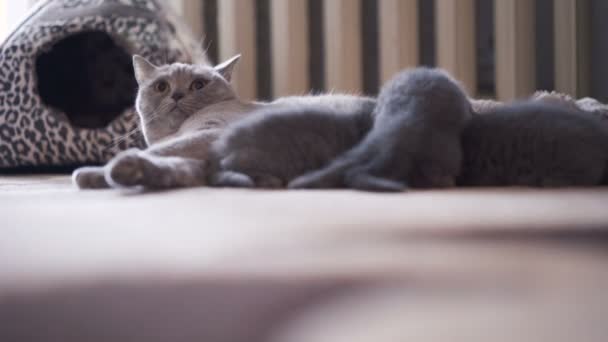 Scottish fold familj, mommy utfodring tre kattungar och vila — Stockvideo