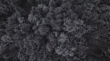 Kış kar iğne yapraklı Noel orman hava görüntüleri. 4k