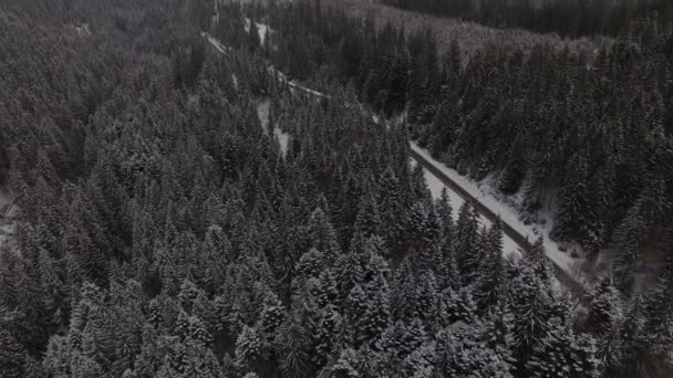 Volo sopra la foresta invernale a nord, vista aerea dall'alto — Video Stock