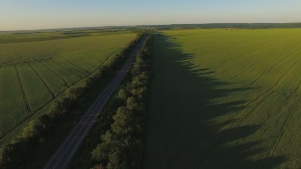 Flygfoto över vägen mellan planteringar och gröna fält — Stockvideo