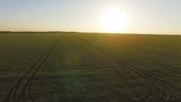 Luftaufnahme von grünen Feldern auf dem Land mit großer und heller Sonne im Aufgang — Stockvideo