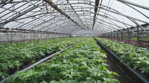 Vy över gröna plantor i ett växthus. 4k — Stockvideo