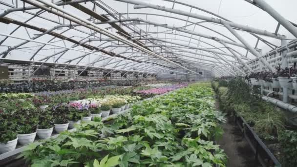 Vy över gröna plantor i ett växthus. 4k — Stockvideo