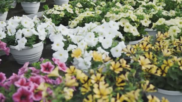 Vista de vasos de flores na estufa. 4K — Vídeo de Stock