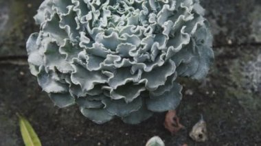 Sera içinde güzel orpines görünümü. 4k