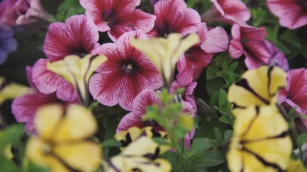 Close view of flower seedlings in the greenhouse. 4K — Stock Video