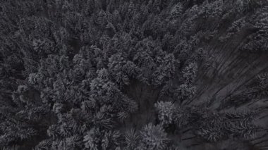 Kış kar iğne yapraklı Noel orman havadan görüntüleri