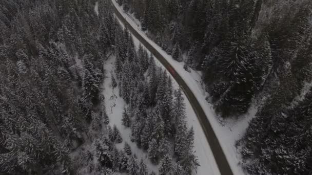 Lot nad lasem zimowym na północy, widok z góry — Wideo stockowe