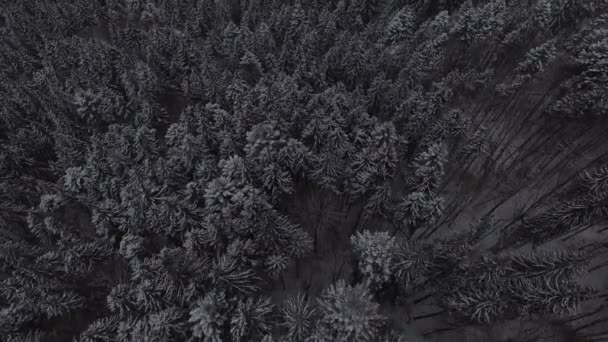 Filmagem Aérea Neve Inverno Floresta Natal Conífera — Vídeo de Stock