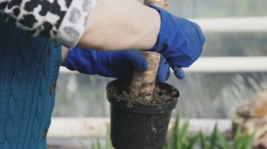 Çiçekçi fide sera içinde hakkında bakım. 4k