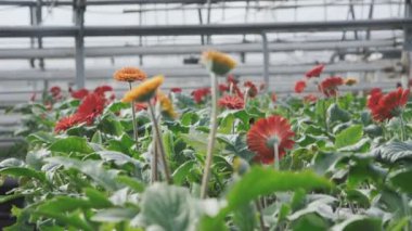 Çok güzel çiçekler sera içinde. 4k