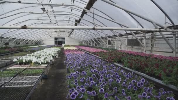 Вид цветочных саженцев в теплице. 4K — стоковое видео