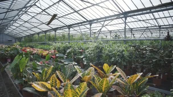Pohled na sazenice květin ve skleníku. 4k — Stock video