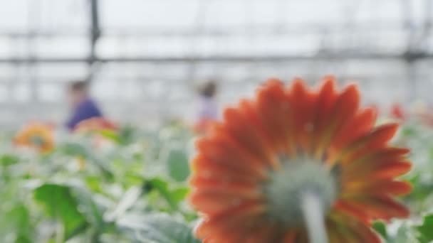 Nahaufnahme Einer Schönen Blume Auf Verschwommenem Hintergrund — Stockvideo