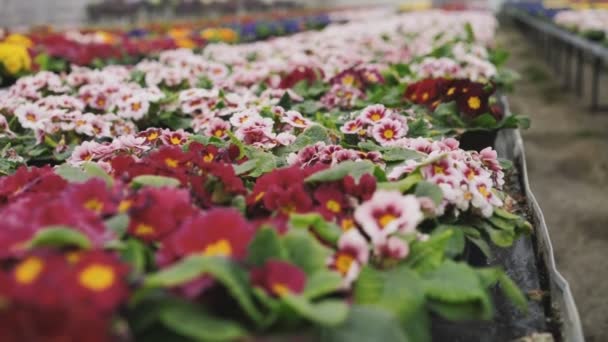 Vista de primer plano del invernadero de flores 4K — Vídeo de stock