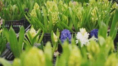 Çiçek sera 4k görünümünü yakın çekim