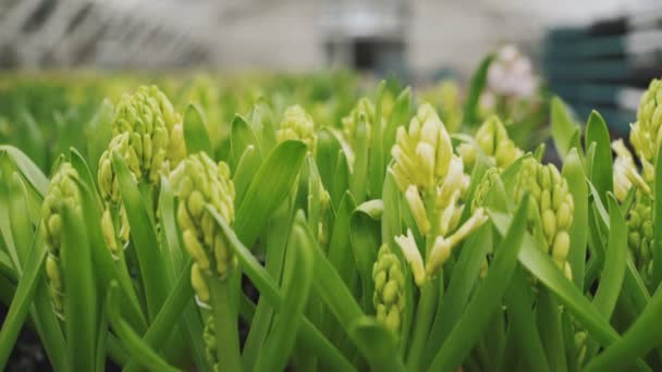 Vista de primer plano del invernadero de flores 4K — Vídeos de Stock