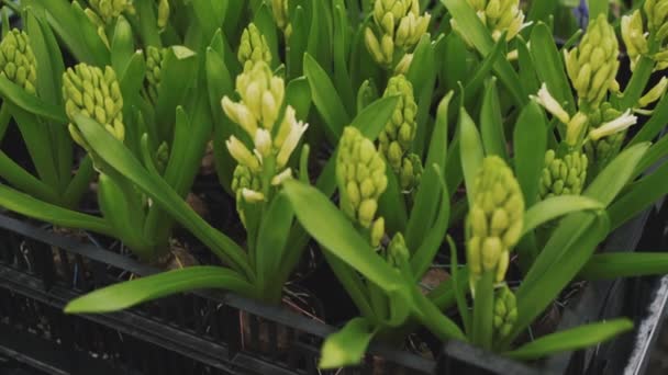 Vue rapprochée de la serre à fleurs 4K 