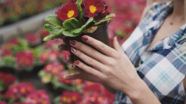 Feliz chica bonita lo flores en invernadero. 4K — Vídeos de Stock
