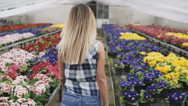 Mutlu güzel kız yürüyor ve çiçekler serada seçer. 4k — Stok video