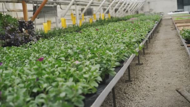 Vista de cerca de las flores de petunia en invernadero 4K — Vídeos de Stock