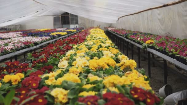 の温室で花のカラフルな種類のビュー — ストック動画