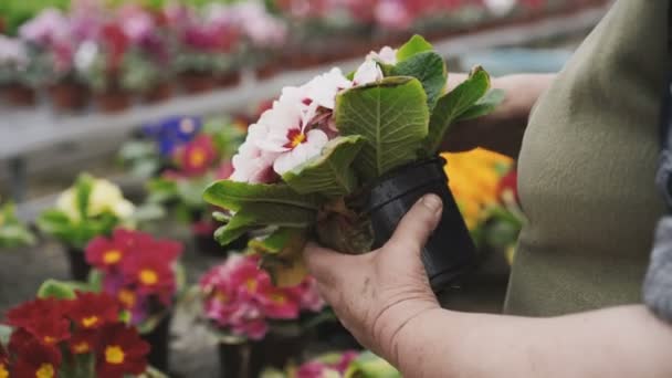 Vista de floristería cuidando de las plántulas de flores, desgarrando hojas descoloridas — Vídeos de Stock