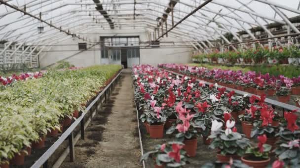 Vista di diversi tipi di fiori colorati in serra 4K — Video Stock