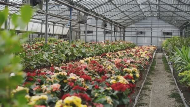 View of different colourful kinds of flowers in greenhouse 4K — Stock Video