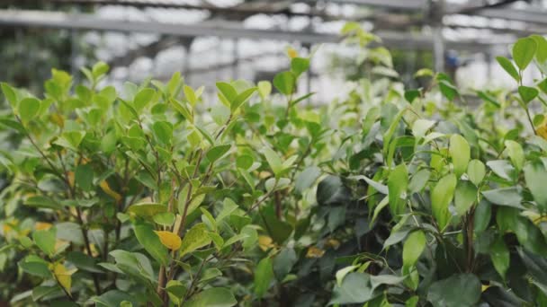 Vista de las plántulas de limonero en invernadero. 4K — Vídeos de Stock