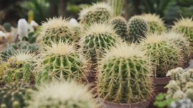 Fide sera 4k için kaktüsler görünümünü