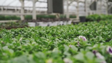 Yakın çekim görünümü sera 4k da Petunya çiçek