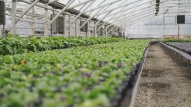 Yakın çekim çiçek fideleri sera içinde tencere görünümünü. 4k